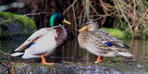 Image19 image of graphic design